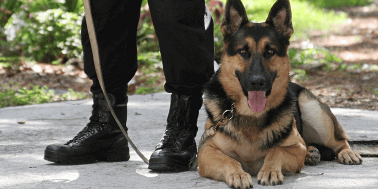 Spyeagle K9 handler standing beside a German Shepherd with the leash held short
